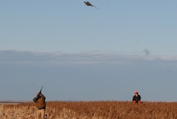 Wild Birds & Camaraderie